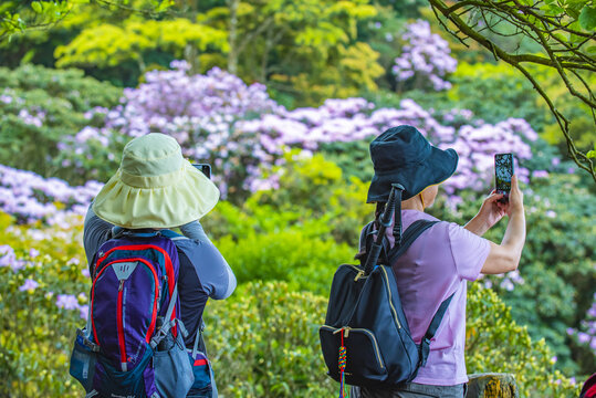 赏花时节