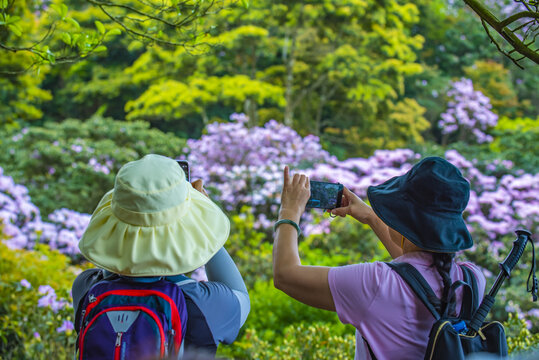 赏花时节