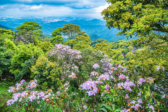 梧桐山万花屏