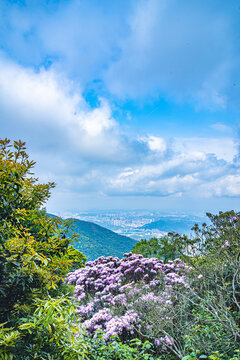 梧桐山高山杜鹃