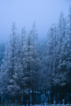 庐山雪景