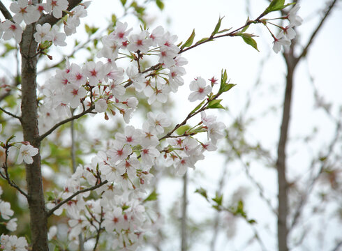 樱花