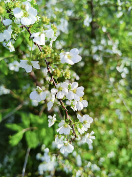 珍珠绣线菊