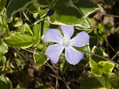 蔓长春花