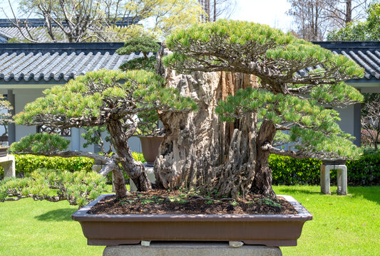 山石松科盆景