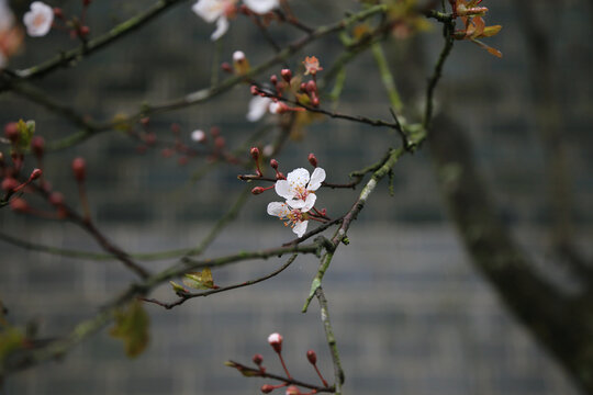 水珠桃花