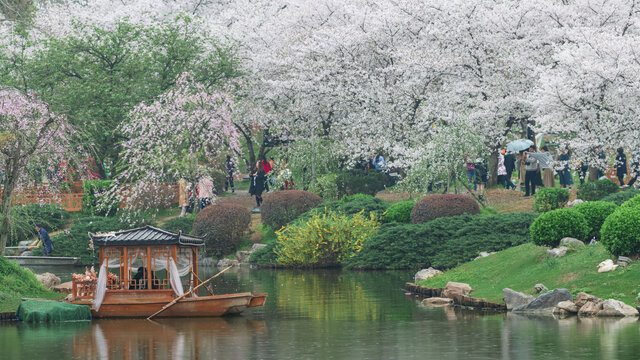 武汉东湖樱园樱花盛开