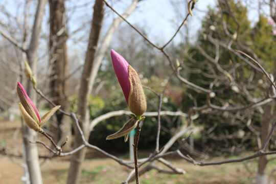 木兰花花苞