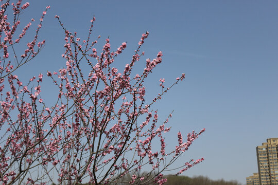 梅花
