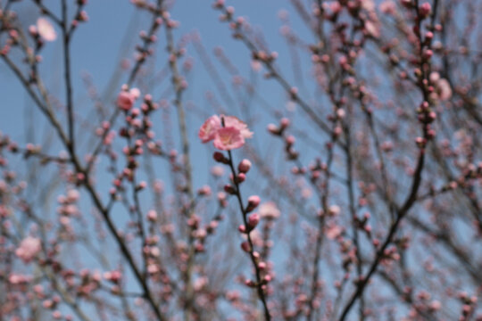 磨砂花纹背景