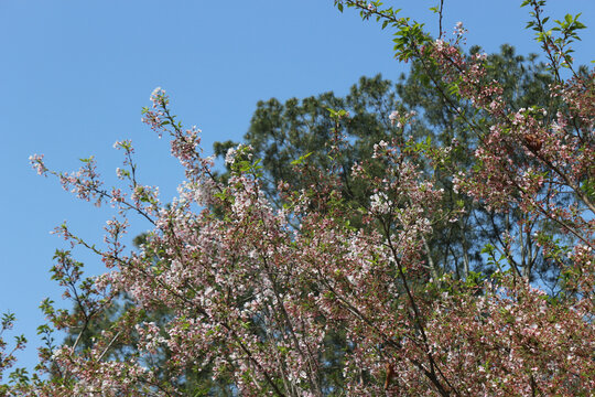 繁花似锦