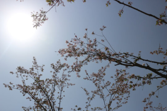 阳光下的樱花