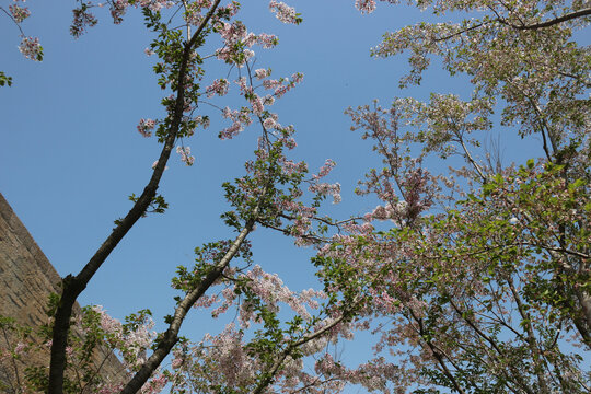 蓝天樱花