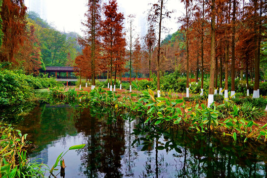 重庆彩云湖湿地公园