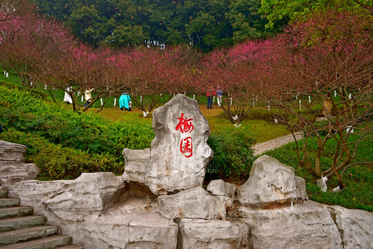 彩云湖湿地公园梅园