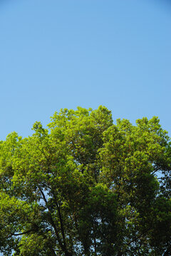 蓝天绿树叶