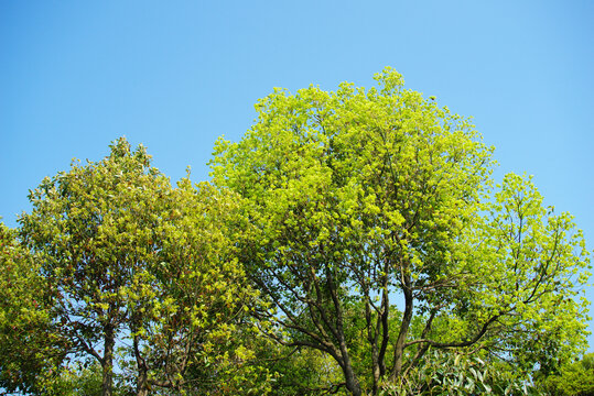 蓝天下的绿树枝叶