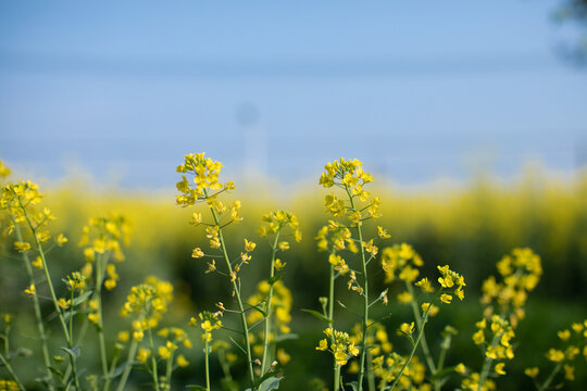 油菜