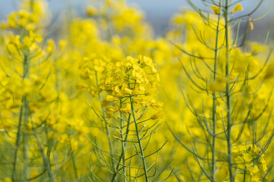 油菜花