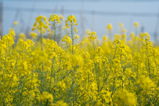 油菜花