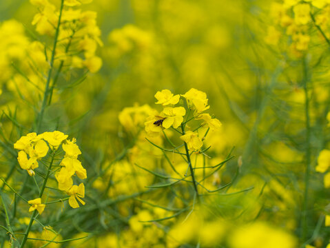 油菜花