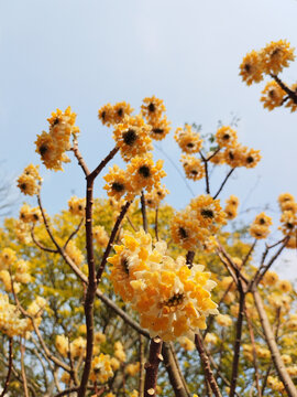 阳光下的结香花