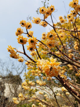 结香花盛开