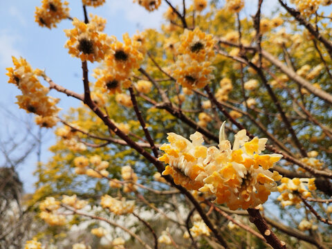 盛开的结香花