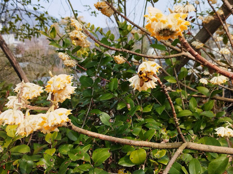 蜜蜂采蜜结香花