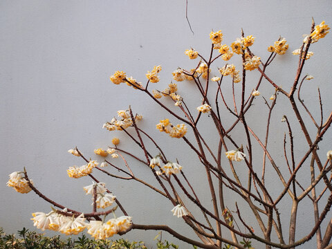 结香花枝