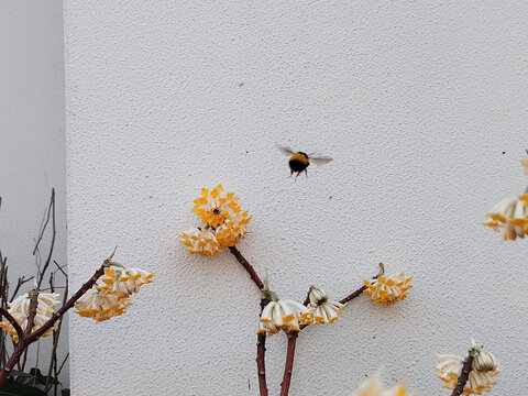 蜜蜂与结香花枝