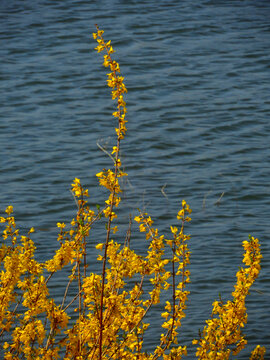 碧波湖畔摇曳的连翘花