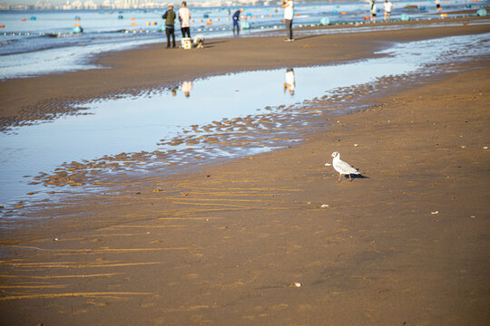 海滩海鸥