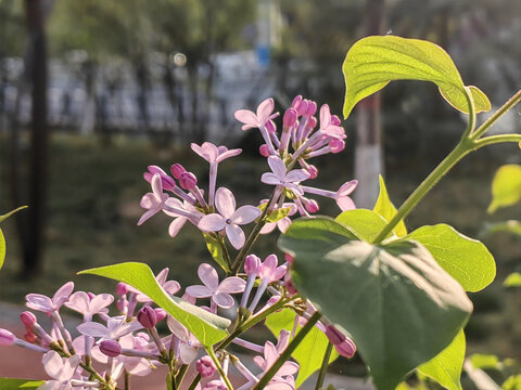 丁香花开