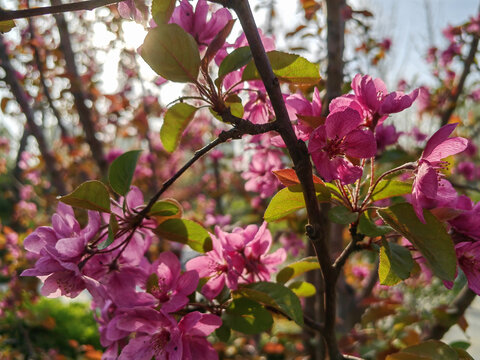 紫红色樱花