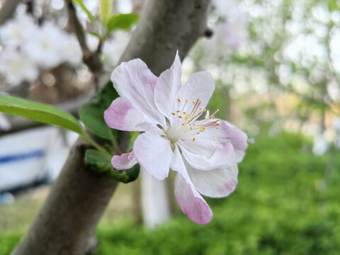 西府海棠花