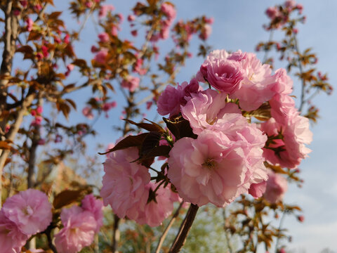 樱花开