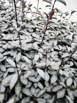 叶子积雪