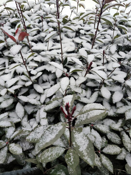 绿化带积雪