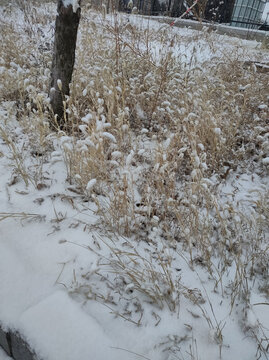 积雪草地