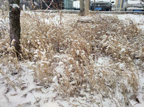 雪后草地