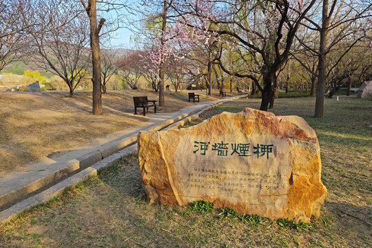 国家植物园河墙烟柳