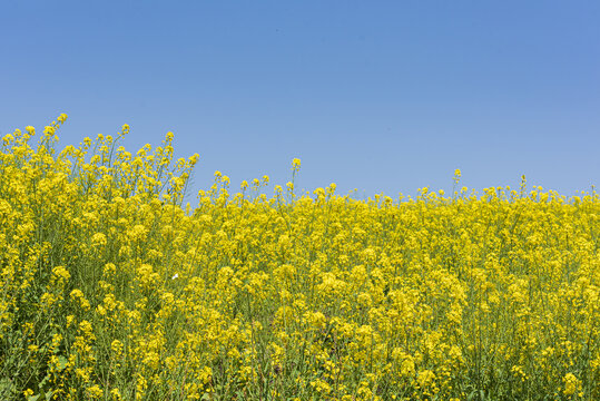 油菜花