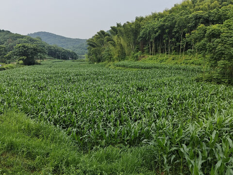 农村风景