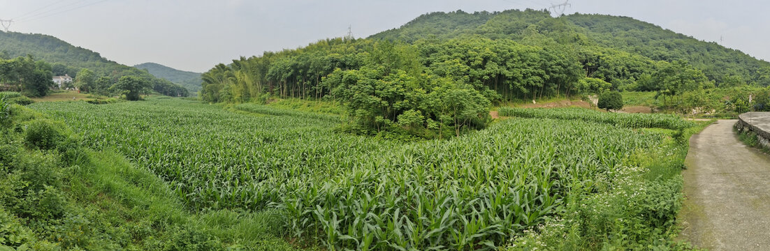 农村风景