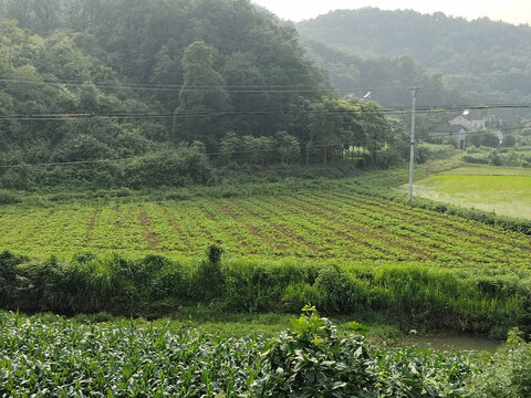 农村风景