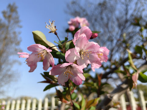 垂丝海棠春暖花开