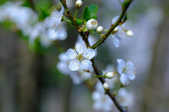 李子花