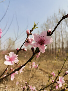 桃花