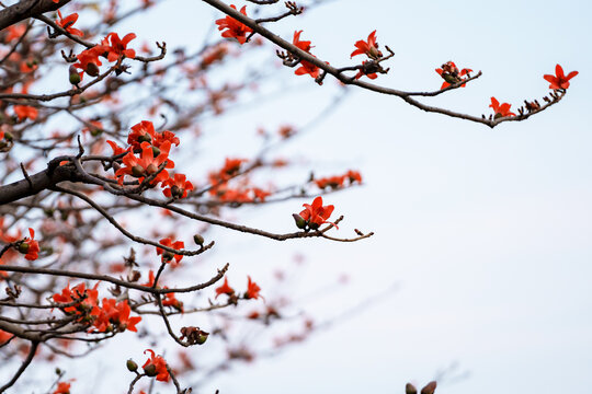 木棉花